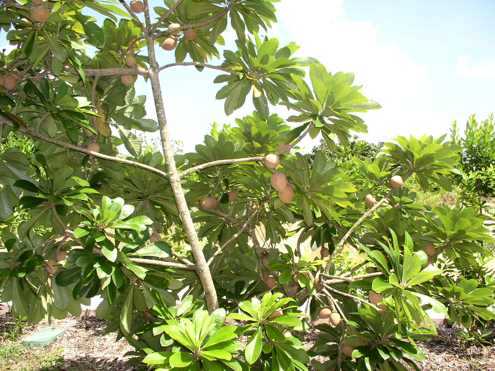 photo1